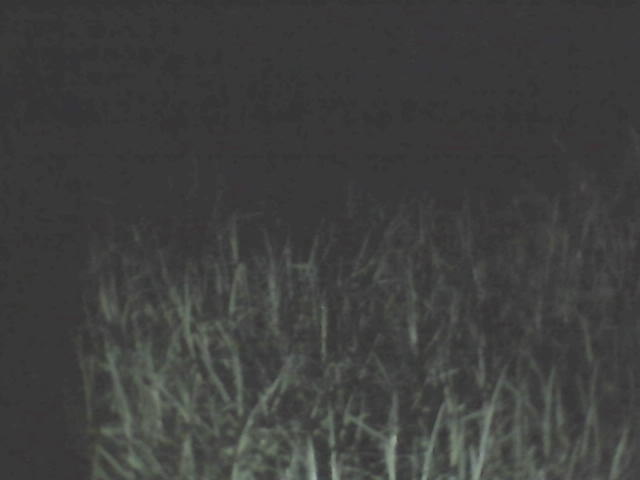 scary grass